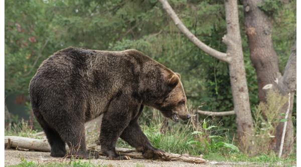 Ursoaică, împușcată în Poiana Brașov. Animalul revenea în parcarea unui hotel 