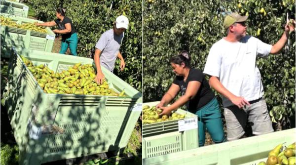 Muncitorii români, în centrul unui scandal în Belgia. "Toată lumea iubește fructele, dar nu și pe cei care le culeg"