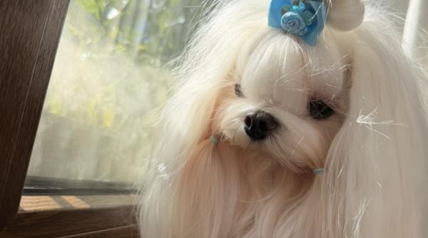 Alertă veterinară: Vaccin canin retras din Rusia după moartea a sute de câini