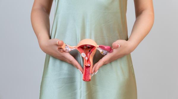 5  Studiu: ovarele postmenopausale își schimbă rolul și devin parte a sistemului imunitar