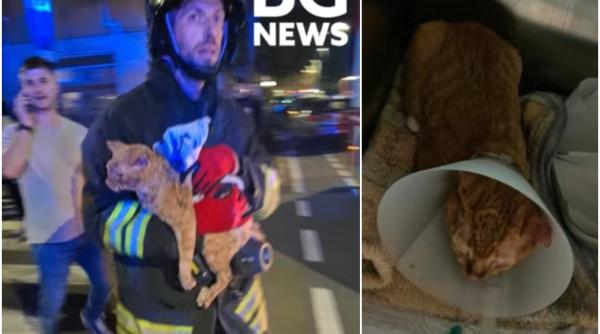 Miracol la Bergamo. Pisica românilor cărora le-a explodat apartamentul a fost scoasă în viață de sub dărâmături